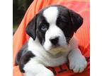 Zepplin 39329 American Bulldog Puppy Male