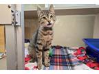 Snickers Domestic Shorthair Young Female