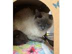 Princess Siamese Adult Female