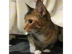 Butters Domestic Shorthair Adult Female