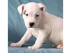 NEELY American Bulldog Puppy Female