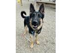 Chase German Shepherd Dog Adult Male