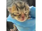 Crocus Domestic Shorthair Kitten Male