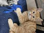 Walker Domestic Shorthair Kitten Male