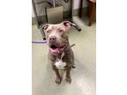 Darrell American Pit Bull Terrier Adult Male