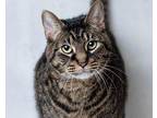 KitKat bonded with Pancake Domestic Shorthair Adult Male