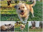 Shorty (came with Susie Q)~ Terrier (Unknown Type, Medium) Young Male