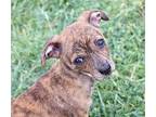 Petra KPA Dachshund Puppy Female