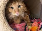 Biscuits Domestic Shorthair Senior Male