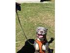 Milo American Pit Bull Terrier Adult Male