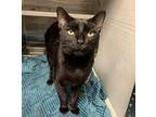 Moxie Domestic Shorthair Young Female