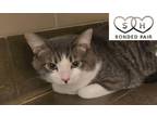 Weezer Domestic Shorthair Adult Male