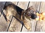 Griffin KPA Dachshund Puppy Male