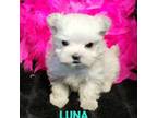 Maltese Puppy for sale in Augusta, KS, USA