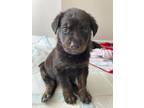 Sully Mixed Breed (Medium) Young Male