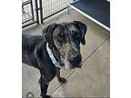 Harley Great Dane Adult Female