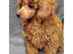 Poodle (Toy) Puppy for sale in Panama City, FL, USA