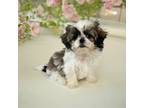 Shih Tzu Puppy for sale in Griggsville, IL, USA