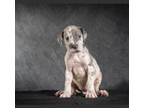 Great Dane Puppy for sale in El Paso, TX, USA