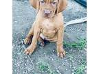 Vizsla Puppy for sale in Osborne, KS, USA