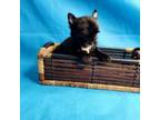 Yorkshire Terrier Puppy for sale in Lithonia, GA, USA
