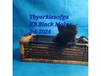 TB Yorkies KB Black Boy #2