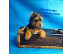 TB Yorkies Final One