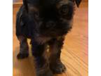 Brussels Griffon Puppy for sale in Cassville, MO, USA