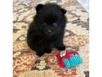 Pomeranian Puppy for sale in Lancaster, CA, USA