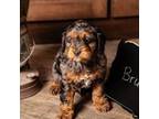 Cavapoo Puppy for sale in Summerville, PA, USA