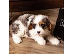 Cavapoo Puppy for sale in Summerville, PA, USA