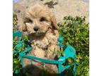Cavapoo Puppy for sale in Coarsegold, CA, USA