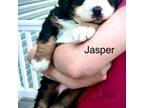 Jasper OFA