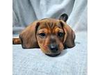 Dachshund Puppy for sale in Santa Ana, CA, USA