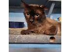 Adopt Mr. Brown a Burmese / Mixed cat in Dallas, TX (38752915)