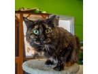 Adopt Fluffy Sue a Black (Mostly) Domestic Longhair (long coat) cat in