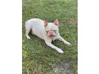 Adopt Sam Sam-GA4068 a Tricolor (Tan/Brown & Black & White) Boston Terrier /