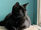 Adopt Louise a All Black Domestic Shorthair / Mixed (short coat) cat in