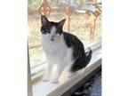 Adopt Bingus CNL a Domestic Shorthair / Mixed cat in Kalamazoo, MI (38530366)
