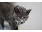 Adopt Pearl a Domestic Shorthair / Mixed (short coat) cat in Rockford