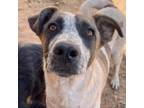 Adopt Jonesy a Brown/Chocolate Mixed Breed (Medium) / Mixed dog in Moab