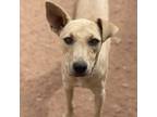 Adopt Cubbie a Tan/Yellow/Fawn Mixed Breed (Medium) / Mixed dog in Moab