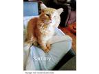 Adopt Sammy Main Coon personality a Orange or Red Tabby Maine Coon (long coat)