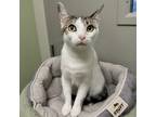 Adopt Pokey (Bonded with Monkey) a White Domestic Shorthair / Mixed cat in