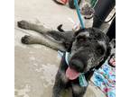 Adopt Phantom Phillip a Black - with White Standard Poodle / Goldendoodle dog in
