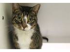 Adopt CHELSEA a Brown Tabby Domestic Shorthair / Mixed (short coat) cat in Vero