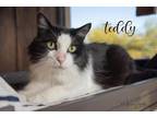 Adopt Teddy a All Black Domestic Longhair / Domestic Shorthair / Mixed cat in