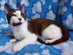 Adopt Marvel a Brown or Chocolate (Mostly) Domestic Shorthair (short coat) cat