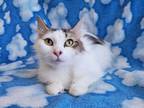 Adopt Denali a White (Mostly) Domestic Mediumhair (medium coat) cat in Hornell