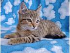 Adopt Honeydew a Tiger Striped Domestic Shorthair (short coat) cat in Hornell